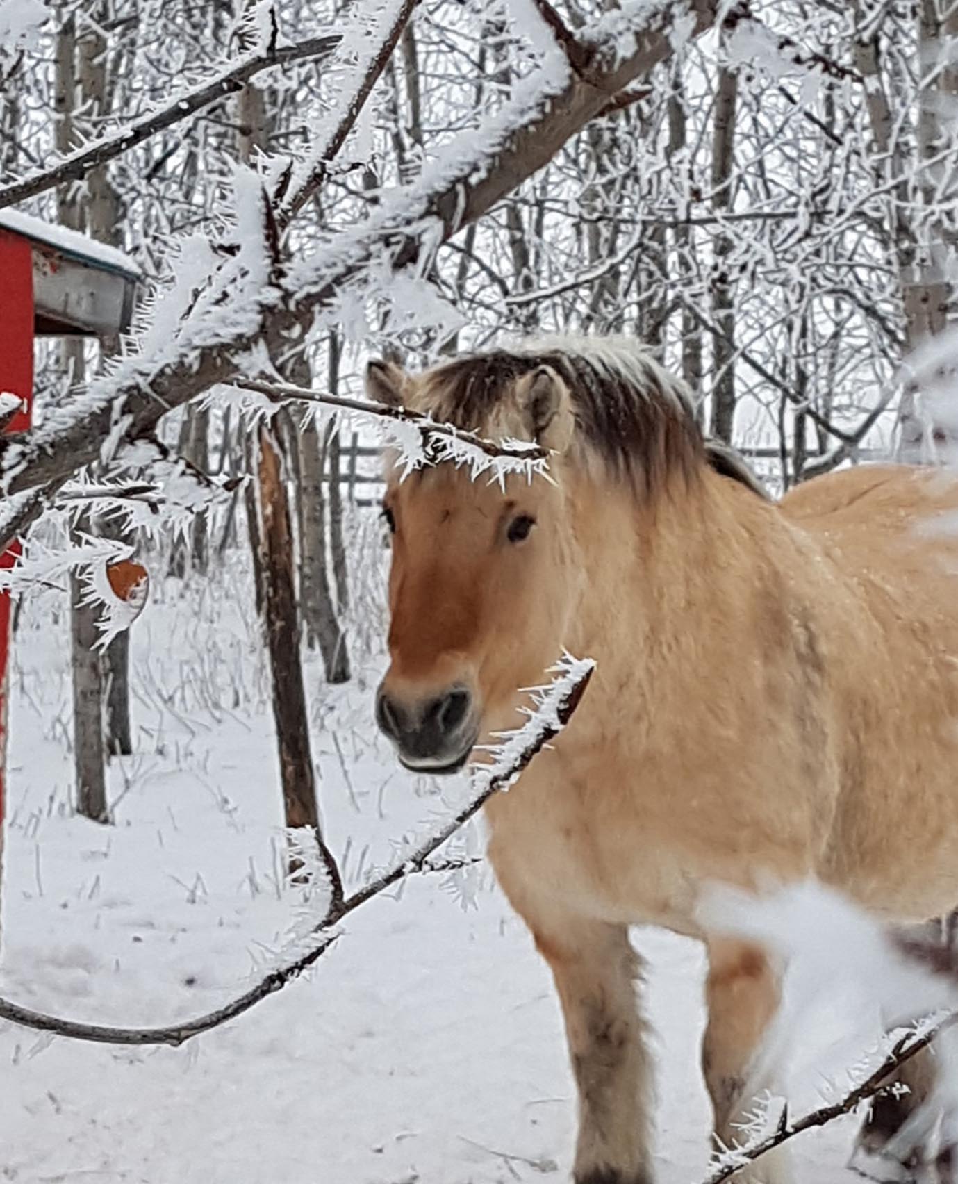 Ranger In The Snow